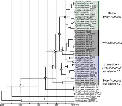 Insights Into the Evolution of Picocyanobacteria and Phycoerythrin Genes (mpeBA and cpeBA)